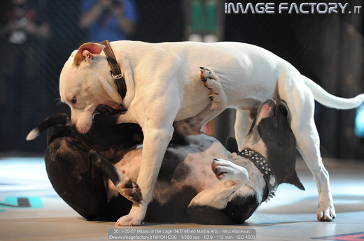 2011-05-07 Milano in the cage 0407 Mixed Martial Arts - Miscellaneous